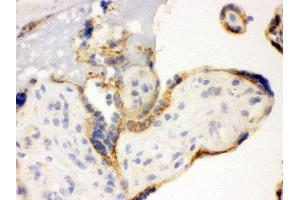 Anti- TLR7 Picoband antibody, IHC(F) IHC(F): Human Placenta Tissue