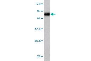 Western Blotting (WB) image for anti-ZW10 Interactor (ZWINT) (AA 1-277) antibody (ABIN564828)
