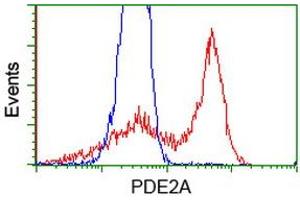 HEK293T cells transfected with either RC207219 overexpress plasmid (Red) or empty vector control plasmid (Blue) were immunostained by anti-PDE2A antibody (ABIN2454426), and then analyzed by flow cytometry. (PDE2A 抗体)