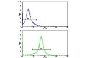 Flow cytometric analysis of K562 cells using g-Actin antibody (green) compared to a negative control (blue). (Actin, gamma 1 抗体  (AA 188-215))