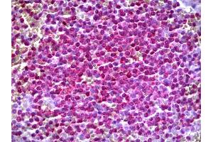 Anti-ARHGEF11 antibody IHC of human spleen. (ARHGEF11 抗体  (AA 651-750))