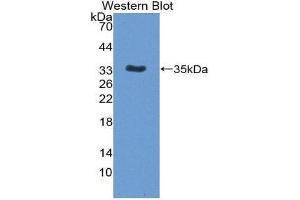 Western Blotting (WB) image for anti-Interleukin 12 beta (IL12B) (AA 35-302) antibody (ABIN3209537) (IL12B 抗体  (AA 35-302))
