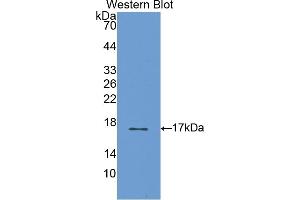 Detection of Recombinant S100A3, Rat using Polyclonal Antibody to S100 Calcium Binding Protein A3 (S100A3) (S100A3 抗体  (AA 1-101))
