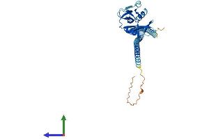 Protein Structure (PS) image for Oxidized Low Density Lipoprotein (Lectin-Like) Receptor 1 (OLR1) (AA 1-363) protein (His tag) (ABIN7565031)