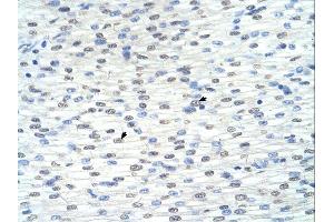 Immunohistochemistry (IHC) image for anti-Ring Finger Protein 8 (RNF8) (C-Term) antibody (ABIN2778597) (RNF8 抗体  (C-Term))
