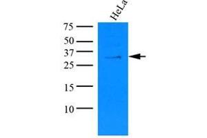 Cell lysates of HeLa (35 ug) were resolved by SDS-PAGE, transferred to nitrocellulose membrane and probed with anti-human KCTD15 (1:1000). (KCTD15 抗体)