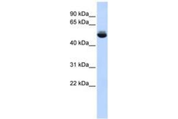 TRAM1L1 Antikörper  (AA 252-301)