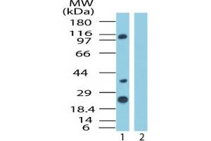 Image no. 1 for anti-Importin 8 (IPO8) (AA 850-900) antibody (ABIN207675) (Importin 8 抗体  (AA 850-900))