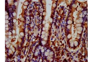 IHC image of ABIN7165031 diluted at 1:600 and staining in paraffin-embedded human small intestine tissue performed on a Leica BondTM system. (GNAS 抗体  (AA 310-404))