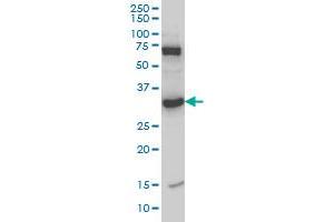 Western Blotting (WB) image for anti-N-Methylpurine-DNA Glycosylase (MPG) (AA 1-90) antibody (ABIN598819) (MPG 抗体  (AA 1-90))