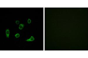 Peptide - +Immunofluorescence analysis of HuvEc cells, using ATG4C antibody. (ATG4C 抗体  (Internal Region))