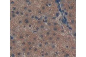 IHC-P analysis of Human Tissue, with DAB staining. (CLEC11A 抗体  (AA 22-323))