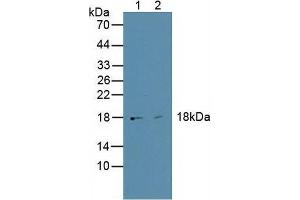 Figure. (HMGA1 抗体  (AA 3-107))