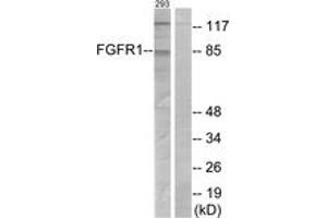 Western Blotting (WB) image for anti-Fibroblast Growth Factor Receptor 1 (FGFR1) (AA 121-170) antibody (ABIN2888991) (FGFR1 抗体  (AA 121-170))