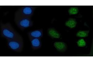 IF analysis of KLF10 using anti-KLF10 antibody (ABIN7601477).