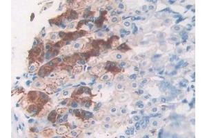Detection of MIP3a in Mouse Stomach Tissue using Polyclonal Antibody to Macrophage Inflammatory Protein 3 Alpha (MIP3a) (CCL20 抗体  (AA 24-97))