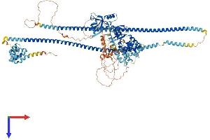 CARD11 Protein (AA 1-1154) (His tag)
