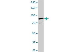 Western Blotting (WB) image for anti-Neurotrophic Tyrosine Kinase, Receptor, Type 2 (NTRK2) (AA 1-477) antibody (ABIN518450)