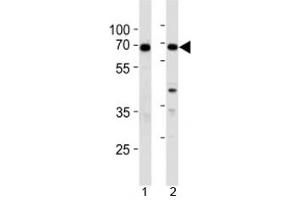 XRCC6 antibody western blot analysis in 1) 293 and 2) A549 lysate
