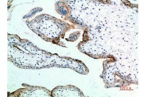 Immunohistochemical analysis of paraffin-embedded human-placenta, antibody was diluted at 1:200 (EDNRB 抗体  (AA 31-80))