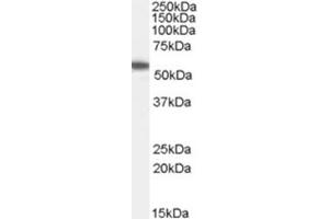 Image no. 1 for anti-Fas Associated Factor Family Member 2 (FAF2) (C-Term) antibody (ABIN374347) (FAF2 抗体  (C-Term))