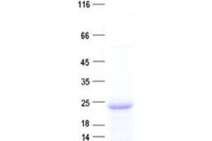 Western Blotting (WB) image for Chromosome 9 Open Reading Frame 89 (C9orf89) protein (His tag) (ABIN2715274)