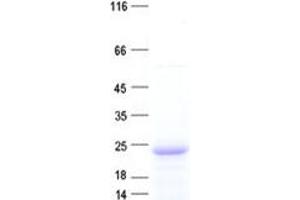 Validation with Western Blot (C9orf89 Protein (His tag))