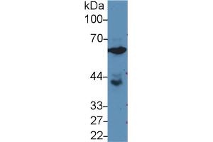 Western Blot; Sample: Human PC3 cell lysate; Primary Ab: 3µg/ml Rabbit Anti-Rat GPI Antibody Second Ab: 0. (GPI 抗体  (AA 335-558))