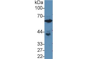 Western Blot; Sample: Human PC3 cell lysate; Primary Ab: 3µg/ml Rabbit Anti-Rat GPI Antibody Second Ab: 0.