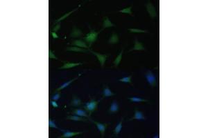 Immunofluorescence (IF) image for anti-Mitogen-Activated Protein Kinase 14 (MAPK14) (C-Term) antibody (ABIN7268616)