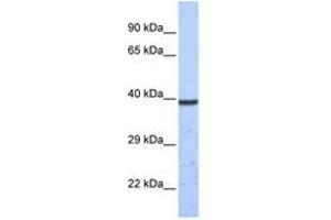Image no. 1 for anti-Potassium Channel Subfamily K Member 1 (KCNK1) (C-Term) antibody (ABIN6742543) (KCNK1 抗体  (C-Term))