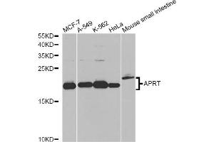 Western blot analysis of extracts of various cell lines, using APRT antibody (ABIN6291536) at 1:1000 dilution. (APRT 抗体)