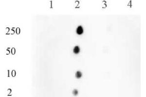 Histone H3 monomethyl Lys122 pAb tested by dot blot analysis. (Histone 3 抗体  (H3K122me1))