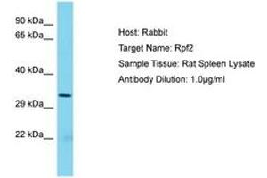 RPF2 抗体  (AA 77-126)