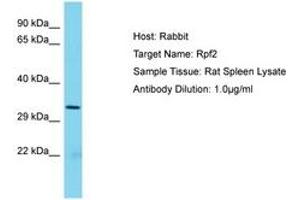 Image no. 1 for anti-Ribosome Production Factor 2 Homolog (RPF2) (AA 77-126) antibody (ABIN6750445) (RPF2 抗体  (AA 77-126))