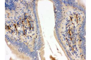 Immunohistochemistry (Paraffin-embedded Sections) (IHC (p)) image for anti-Flotillin 2 (FLOT2) (AA 169-344) antibody (ABIN3042393) (Flotillin 2 抗体  (AA 169-344))