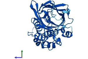 Protein Structure (PS) image for N-Acetyltransferase 2 (Arylamine N-Acetyltransferase) (NAT2) (AA 1-290) protein (His tag) (ABIN7552327)