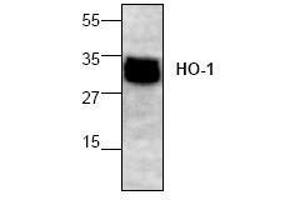 Image no. 1 for anti-Heme Oxygenase (Decycling) 1 (HMOX1) (N-Term) antibody (ABIN155124) (HMOX1 抗体  (N-Term))