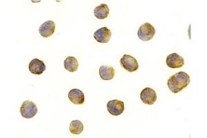 Immunohistochemistry (IHC) image for anti-RAPTOR (RAPTOR) (Middle Region) antibody (ABIN1031053) (RAPTOR 抗体  (Middle Region))