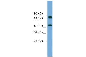 WB Suggested Anti-MAT2A Antibody Titration: 0.