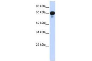 Image no. 1 for anti-Protein Phosphatase 1J (PPM1J) (AA 71-120) antibody (ABIN6743258) (PPM1J 抗体  (AA 71-120))
