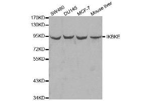 Western blot analysis of extracts of various cell lines, using IKBKE antibody. (IKKi/IKKe 抗体  (AA 495-716))