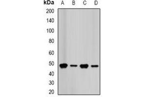Western blot analysis of FDPS expression in HepG2 (A), Hela (B), MCF7 (C), mouse liver (D) whole cell lysates. (FDPS 抗体)
