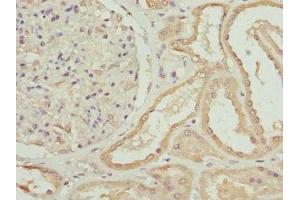 Immunohistochemistry of paraffin-embedded human kidney tissue using ABIN7176187 at dilution of 1:100 (ZNF24 抗体  (AA 169-368))