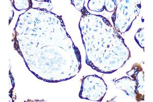 Immunohistochemistry of paraffin-embedded human placenta using ERp57 Rabbit mAb (ABIN7269613) at dilution of 1:100 (40x lens). (PDIA3 抗体)