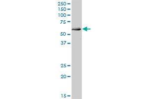 ATG4C MaxPab polyclonal antibody. (ATG4C 抗体  (AA 1-458))