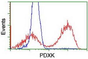 HEK293T cells transfected with either RC200975 overexpress plasmid (Red) or empty vector control plasmid (Blue) were immunostained by anti-PDXK antibody (ABIN2454646), and then analyzed by flow cytometry. (PDXK 抗体)