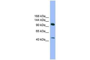 SEC23IP antibody used at 0. (SEC23IP 抗体  (N-Term))