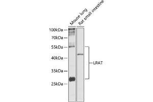 Western blot analysis of extracts of various cell lines, using Lrat antibody (ABIN6132018, ABIN6143312, ABIN6143315 and ABIN6217189) at 1:1000 dilution. (LRAT 抗体  (AA 1-194))
