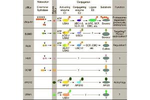 Conjugation pathways for ubiquitin and ubiquitin-like modifiers (UBLs). (ATG12 抗体)